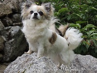 Étalon Chihuahua - Hermosa de Torranswald