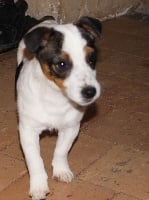 Étalon Jack Russell Terrier - Joly demon de l'antre des jacks