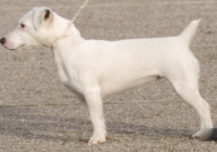 Étalon Jack Russell Terrier - Ixelle (Sans Affixe)