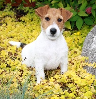 Étalon Jack Russell Terrier - Alan-asjel thidalium