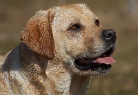 Étalon Labrador Retriever - Gold du domaine d'istrias