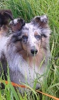 Étalon Shetland Sheepdog - Ilona crystal blue De la combe berail