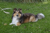 Étalon Shetland Sheepdog - Goldy (Sans Affixe)