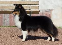 Étalon Shetland Sheepdog - CH. stasyline Lya lya fa