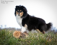 Étalon Shetland Sheepdog - Ivresse d'eté du Cap de la Coste