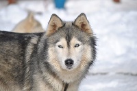 Étalon Siberian Husky - Ency Des garrigues du loup du canebas