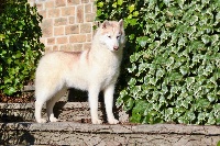 Étalon Siberian Husky - Just perfect Angel Of Soyane