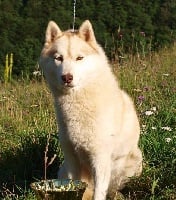 Étalon Siberian Husky - F'ouréa of Wolf's River