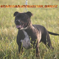 Étalon Staffordshire Bull Terrier - Stafford Evolution Geny
