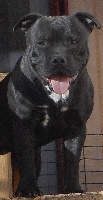 Étalon Staffordshire Bull Terrier - Jekyll (Sans Affixe)