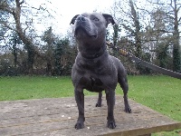 Étalon Staffordshire Bull Terrier - G'blue kayser de percyval