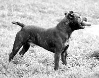 Étalon Staffordshire Bull Terrier - Bluedogcity  iron man