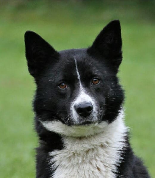 Les Chien d'ours de Carelie de l'affixe   de l'entre deux mondes