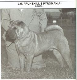CH. prunehill's Pyromania