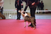 Étalon American Staffordshire Terrier - Peggy lady marian (Sans Affixe)