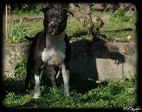 Étalon American Staffordshire Terrier - Bakaroro end itubori Enya dream of god
