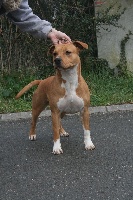 Étalon American Staffordshire Terrier - Jewel ni my haert Des Gardiens Du Rêve Eternel