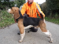 Étalon Beagle - Ice-tea De L'Echo Du Moulin Neuf