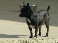 Étalon Chihuahua - Iona Land van mechelaar