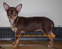 Étalon Chihuahua - Jolie-fleur Des Amours Sans Frontieres