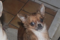 Étalon Chihuahua - JaÏna du Rêve de la patte d'or