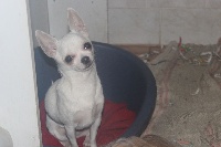Étalon Chihuahua - Izzy love du Rêve de la patte d'or