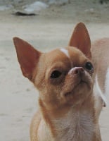 Étalon Chihuahua - Jewell Des Esquisses Du Phoenix