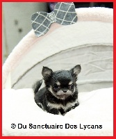 Étalon Chihuahua - Jumper Du Sanctuaire Des Lycans