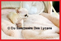 Étalon Chihuahua - Jungle juice Du Sanctuaire Des Lycans