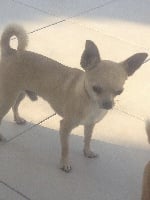 Étalon Chihuahua - Gylac des hercules de fond bouillant