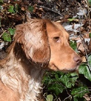Étalon Cocker Spaniel Anglais - George of rinus