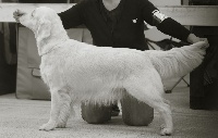 Étalon Golden Retriever - Fiorentina de L'Aitone