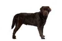 Étalon Labrador Retriever - Gotik (Sans Affixe)
