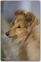 Étalon Shetland Sheepdog - Irreductible gauloise odloo De la vallée des noyeres