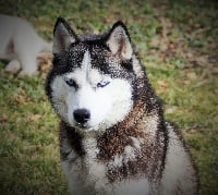 Étalon Siberian Husky - Elya el lobo delgado