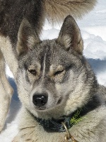 Étalon Siberian Husky - Hanouk des p'tits loups Vadrouilleurs