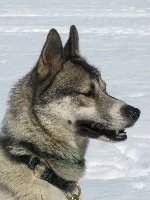 Étalon Siberian Husky - Hawk des p'tits loups Vadrouilleurs