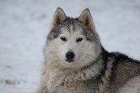 Étalon Siberian Husky - High limited edition dite legacy Of cold winter nights