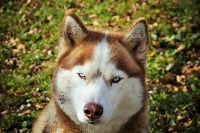 Étalon Siberian Husky - Hakita des Mille et une Patte