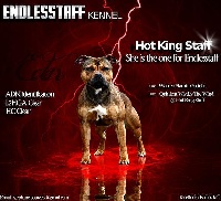Étalon Staffordshire Bull Terrier - hot king staff She is the one for endlesstaff