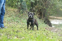 Étalon Staffordshire Bull Terrier - Doddy De la crique du Flojule