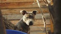 Étalon Staffordshire Bull Terrier - Jayka dit nala (Sans Affixe)