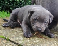 Étalon Staffordshire Bull Terrier - Jazzy Killer Black