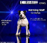 Étalon Staffordshire Bull Terrier - hot king staff Get warpaint
