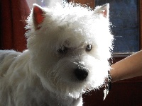 Étalon West Highland White Terrier - Iceman boy des vents d'Eole