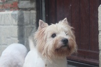 Étalon West Highland White Terrier - Eliot du copain fidèle