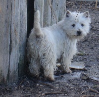 Étalon West Highland White Terrier - Ikea Du domaine de noire epine