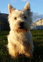 Étalon West Highland White Terrier - Iris Des Petits Mouiks