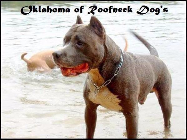 Oklahoma De roofneck dog's
