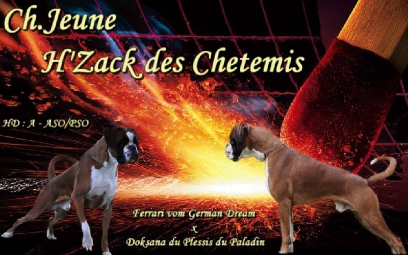 CH. H'zack des chetemis